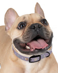 Wildbloom Walk: Dog Collar