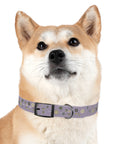 Meadow Moments: Dog Collar