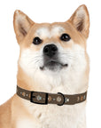 Wildbloom Walk: Dog Collar