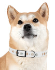 Wildbloom Walk: Dog Collar
