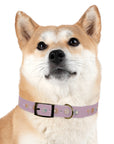 Wildbloom Walk: Dog Collar