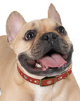 Wildbloom Walk: Dog Collar
