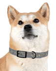 Meadow Moments: Dog Collar