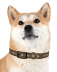 Wildbloom Walk: Dog Collar