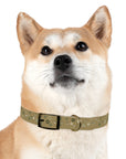 Meadow Moments: Dog Collar