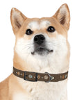 Wildbloom Walk: Dog Collar