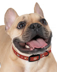 Wildbloom Walk: Dog Collar