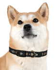 Wildbloom Walk: Dog Collar