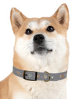 Wildbloom Walk: Dog Collar