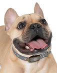 Wildbloom Walk: Dog Collar