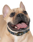 Wildbloom Walk: Dog Collar