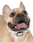 Wildbloom Walk: Dog Collar