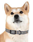 Wildbloom Walk: Dog Collar