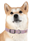 Wildbloom Walk: Dog Collar