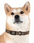 Wildbloom Walk: Dog Collar