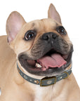 Wildbloom Walk: Dog Collar