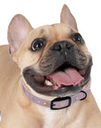 Wildbloom Walk: Dog Collar