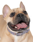 Wildbloom Walk: Dog Collar