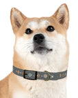 Wildbloom Walk: Dog Collar