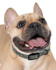 Meadow Moments: Dog Collar