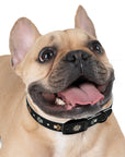 Wildbloom Walk: Dog Collar
