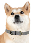 Meadow Moments: Dog Collar
