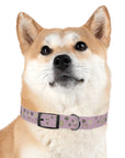 Meadow Moments: Dog Collar