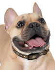 Wildbloom Walk: Dog Collar