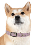 Meadow Moments: Dog Collar