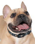 Wildbloom Walk: Dog Collar