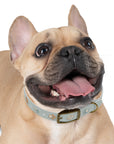Wildbloom Walk: Dog Collar