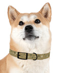 Meadow Moments: Dog Collar