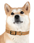 Meadow Moments: Dog Collar