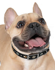 Wildbloom Walk: Dog Collar