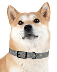 Meadow Moments: Dog Collar