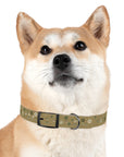 Meadow Moments: Dog Collar