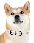 Wildbloom Walk: Dog Collar