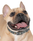 Wildbloom Walk: Dog Collar
