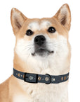 Wildbloom Walk: Dog Collar
