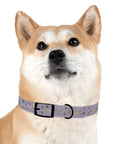 Meadow Moments: Dog Collar