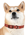 Wildbloom Walk: Dog Collar