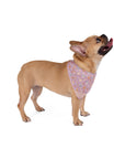 Wildbloom Walk: Pet Bandana