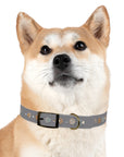 Wildbloom Walk: Dog Collar