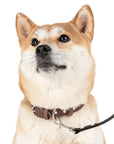 Wildbloom Walk: Leash