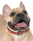 Wildbloom Walk: Dog Collar