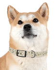 Meadow Moments: Dog Collar