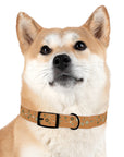 Meadow Moments: Dog Collar
