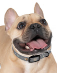 Wildbloom Walk: Dog Collar