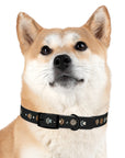 Wildbloom Walk: Dog Collar