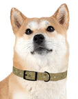 Meadow Moments: Dog Collar